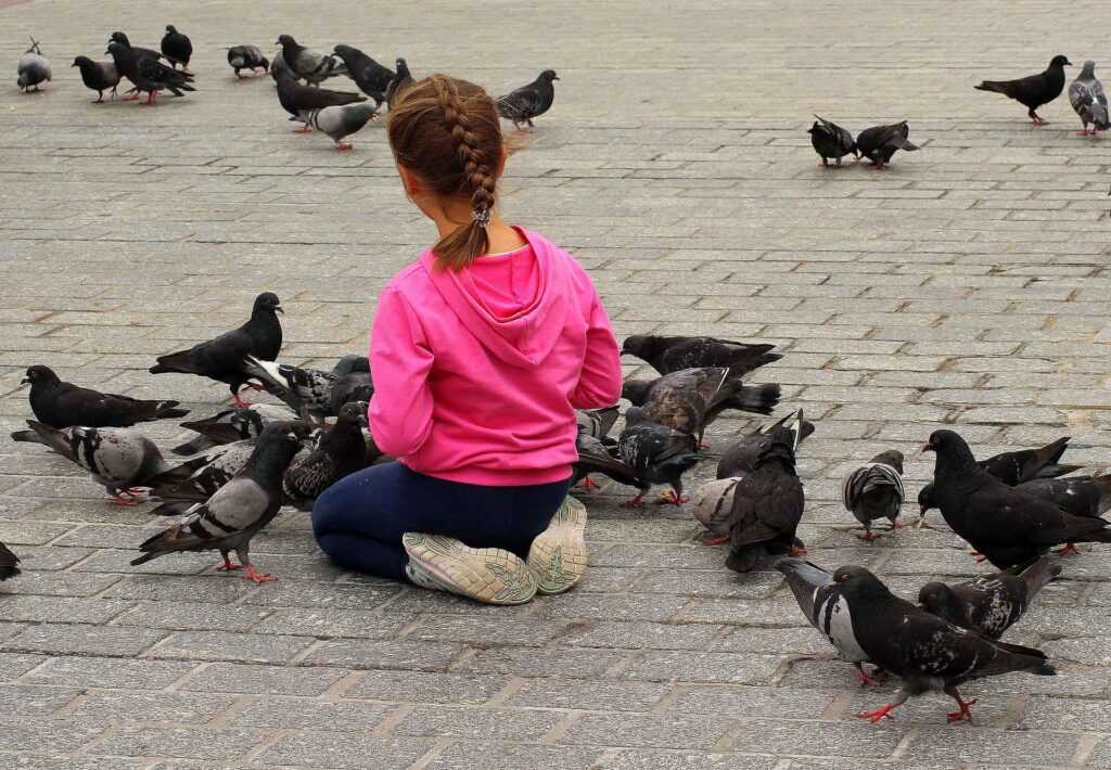 How To Get Rid Of Pigeons